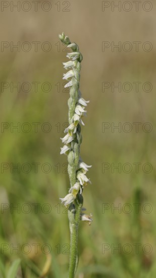Autumn helleborine (Spiranthes spiralis), autumn helleborine, small orchids, very rare, flowering