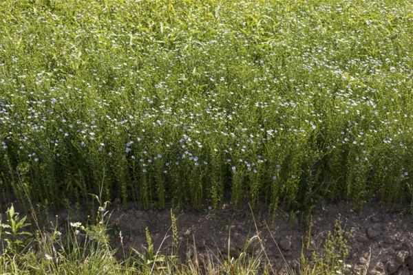 Flax field, flax (Linum) in bloom in a field near Hirschstein, Saxony, Germany, Europe