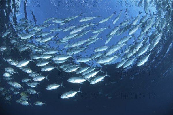 Shoal of bigeye mackerel (Caranx sexfasciatus) swimming in blue water forming a gyre, Pacific