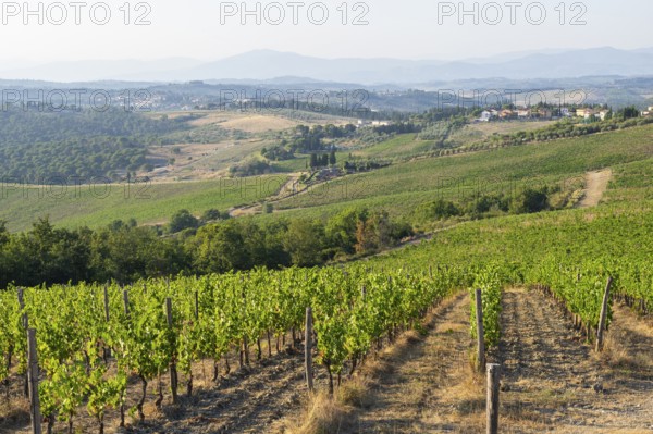 Tuscan landscape, country estate with vineyards, forests, olive trees and cypresses in Chianti,