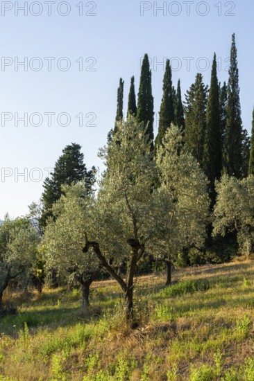 Tuscan landscape, country estate with, olive trees and cypresses in Chianti, Chianti Region,