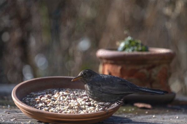 Blackbird (Turdus merula) fetching food from a flower bowl, Bavaria, Germany, Europe