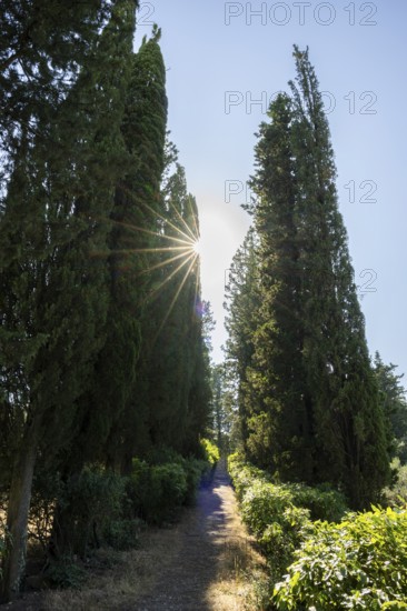 Cypress trees growing beside a little trail, Tuscan landscape, Chianti Region, Tuscany, Italy,