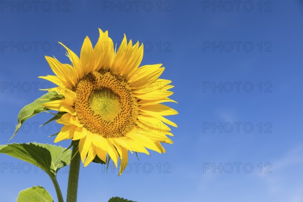 Blossom of a sunflower (Helianthus annuus) in front of a blue sky, Saxony, Germany, Europe