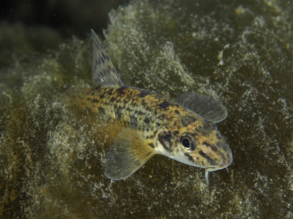 A spotted gudgeon (Gobio gobio) moving across the algae-covered bottom, dive site Zollbrücke,