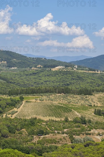 Tuscan landscape, country estate with vineyards, forests, olive trees and cypresses in Chianti,