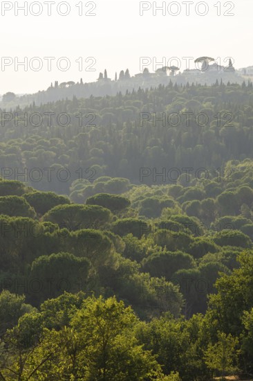 Tuscan landscape, country estate with, pine forests and cypress trees in Chianti, Chianti Region,