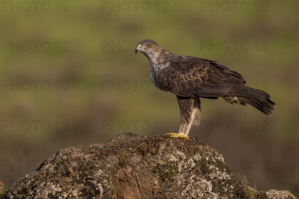 Bonelli's eagle (Aquila fasciata), on stone, Sierra Morena, Andalusia, Spain, Europe