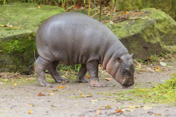 A baby pygmy hippopotamus (Choeropsis liberiensis) stands on a riverbank