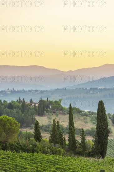 Tuscan landscape at sunrise, country estate with a farm house, vineyards, forests, olive trees and