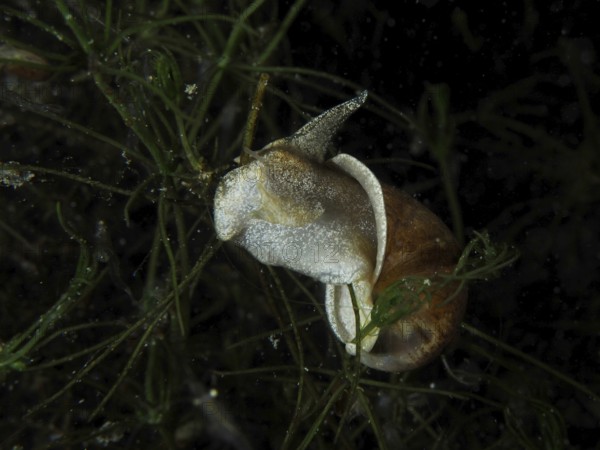 A river cover snail, Viviparus viviparus (Viviparus viviparus) between aquatic plants, Wildsau dive