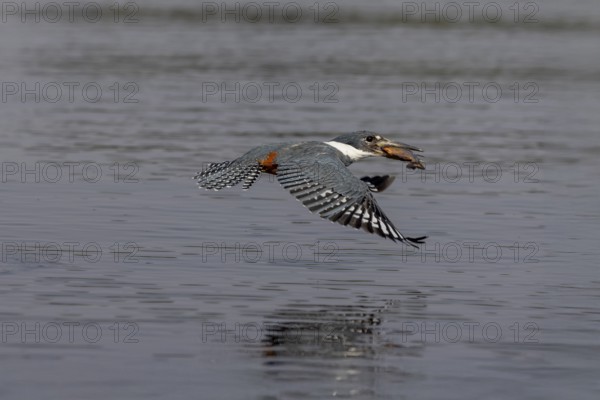 Red-breasted Kingfisher (Megaceryle torquata), flying with caught fish, Rio Claro, Pantanal,
