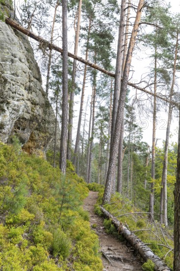 Hiking trail in the Kirnitzschklamm gorge, Sebnitz, Saxon Switzerland, Saxony, Germany, Europe
