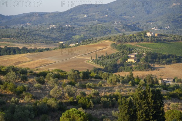 Tuscan landscape, country estate with vineyards, forests, olive trees and cypresses in Chianti,