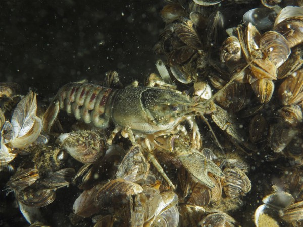 A close-up of a crayfish (Faxonius limosus) American crayfish, invasive species, surrounded by many