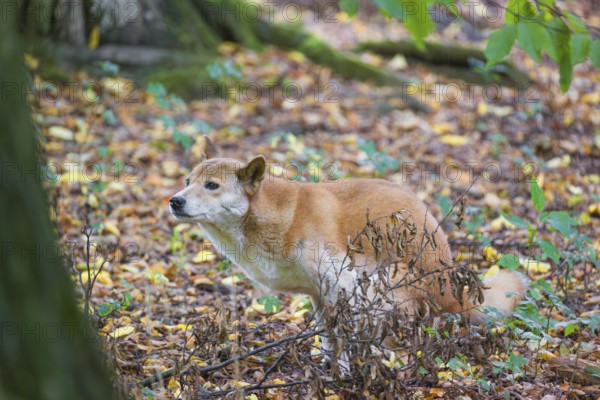 One New Guinea singing dog or New Guinea Highland dog (Canis hallstromi) (Canis dingo hallstromi,