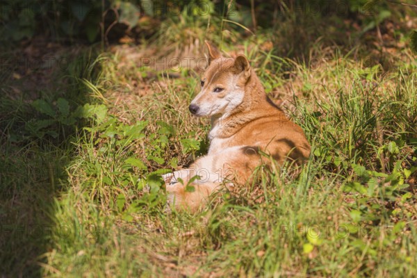 One New Guinea singing dog or New Guinea Highland dog (Canis hallstromi) (Canis dingo hallstromi,