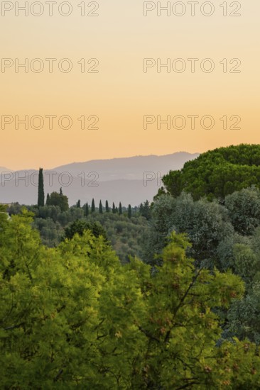 Tuscan landscape at sunrise, country estate with vineyards, forests, olive trees and cypresses in