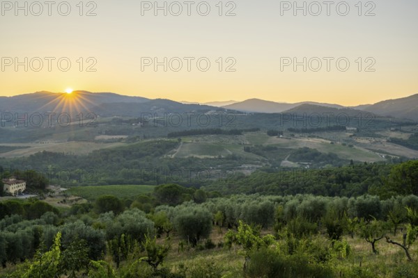 Tuscan landscape at sunrise, country estate with vineyards, forests, olive trees and cypresses in