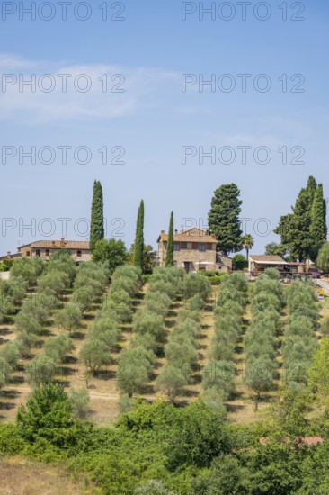 Tuscan landscape, country estate with vineyards, forests, olive trees and cypresses in Chianti,