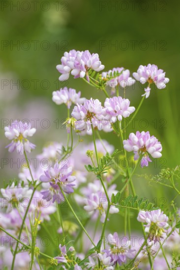 Colourful crown vetch (Securigera varia), flowering, Thuringia, Germany, Europe