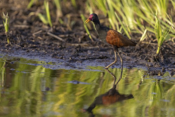 Red-fronted Jacana (Jacana jacana), on the bank, Pantanal, Brazil, South America