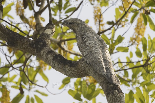 Giant day dormouse (Nyctibius grandis), also known as giant swallower or giant urutau, hidden in a