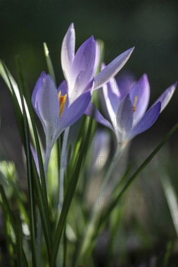 Elfin crocus (Crocus tommasianus), Emsland, Lower Saxony, Germany, Europe