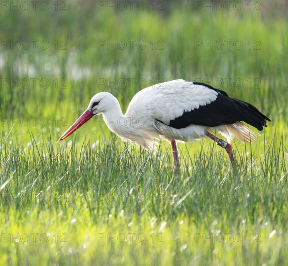 White stork (Ciconia ciconia) foraging in a meadow, spider threads on the grass, Lower Saxony,