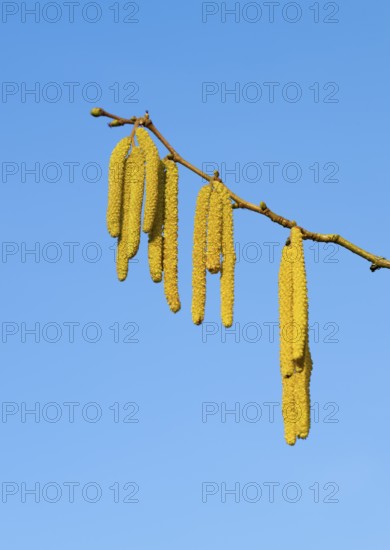 Common hazel (Corylus avellana) also known as hazel bush or hazelnut bush, male, yellow