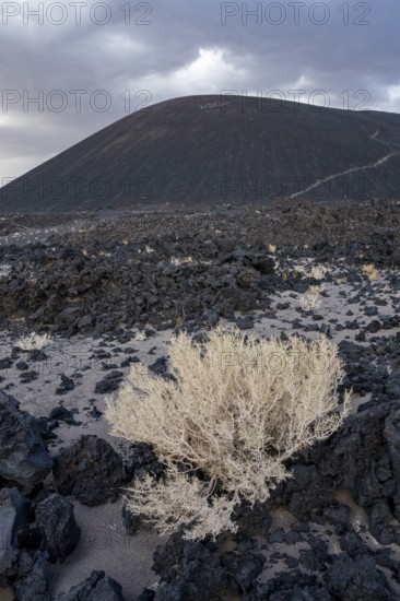 A shrub grows in front of a gloomy volcanic landscape with a gigantic hill, Argentina, volcanoes,