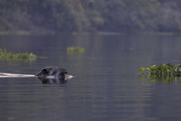 Lowland tapir (Tapirus terrestris), swimming in the river, Rio Claro, Pantanal, Brazil, South