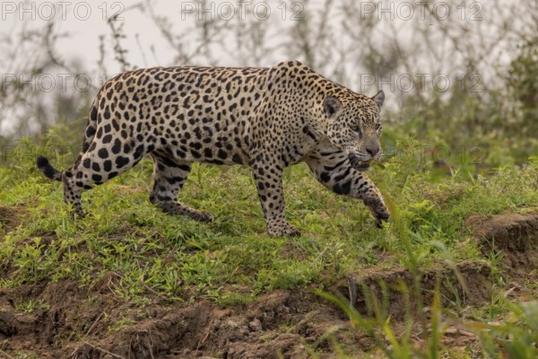 Jaguar (Panthera onca), upper edge of steep bank, Pantanal, Brazil, South America
