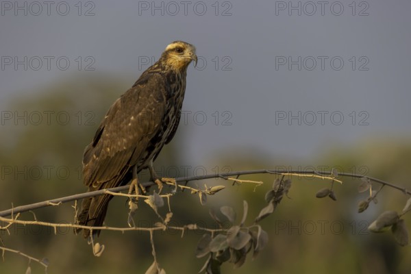 Snail kite (Rostrhamus sociabilis), f, or snail buzzard, Pantanal, Brazil, South America