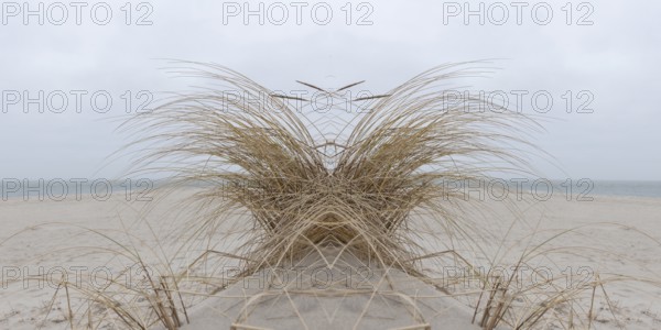 Mirrored picture, beach grass (Ammophila arenaria) on Sylt North Sea beach, Sylt, Hoernum,