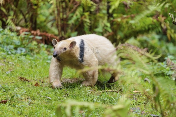A southern tamandua (Tamandua tetradactyla), walks through the dense undergrowth of a forest