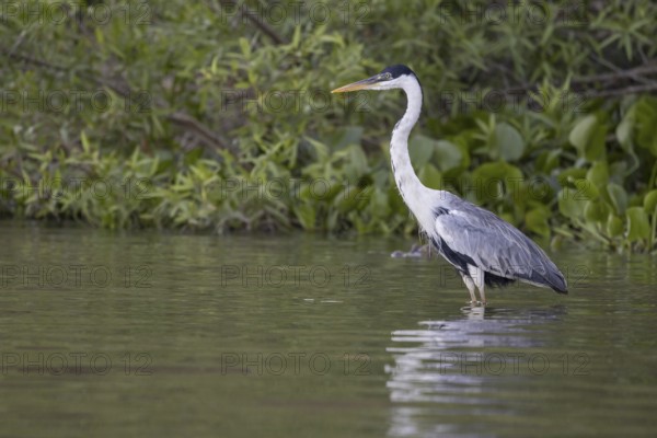 Cocoirei heron (Ardea cocoi), standing in the water, Rio Claro, Pantanal, Brazil, South America