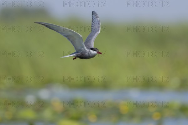 White-bearded Tern (Chlidonias hybrida), flying, Danube Delta, Romania, Europe