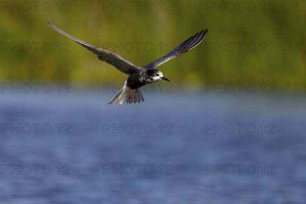 Black Tern (Chlidonias niger), in flight, Danube Delta, Romania, Europe