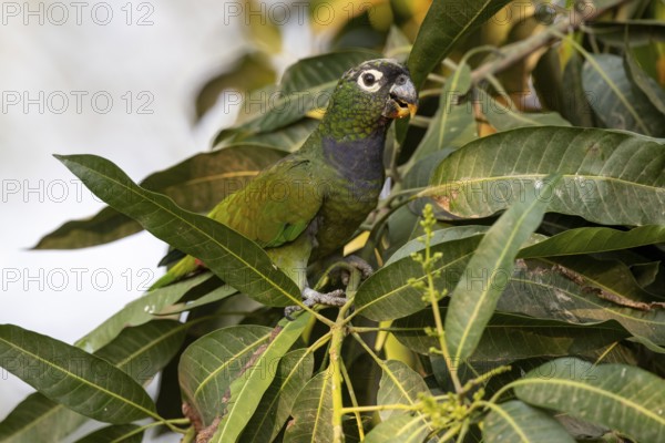 Maximilian parrot (Pionus maximiliani), with fruit, Pantanal, Brazil, South America