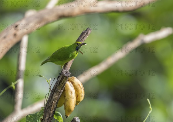 Golden-fronted Leafbird (Chloropsis aurifrons), Kaeng Krachan National Park, Thailand, Asia