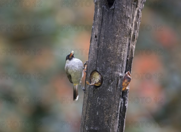 Sooty-crested Bulbul (Pycnonotus aurigaster), Phetchaburi, Kaeng Krachan National Park, Thailand,