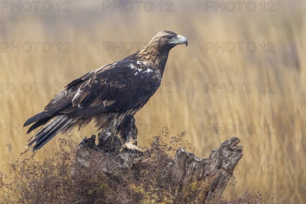 Spanish imperial eagle (Aquila Adalberti), on tree stump, La Mancha, Spain, Europe