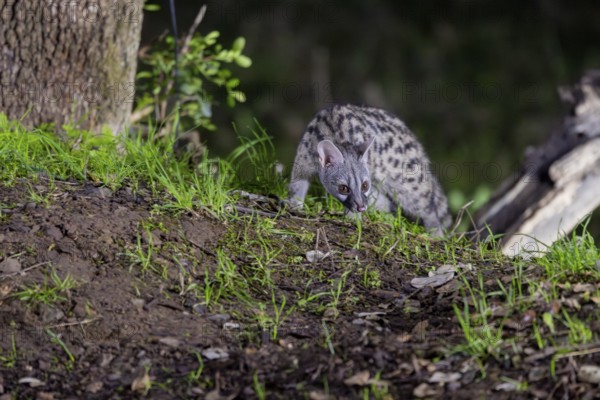 Small spotted genet (Genetta genetta), at night, on the ground, Andalusia, Spain, Europe