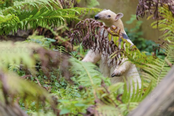 A southern tamandua (Tamandua tetradactyla), walks through the dense undergrowth of a forest