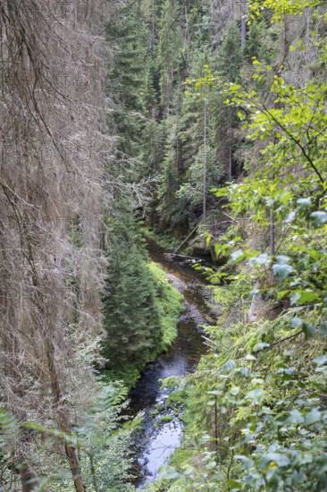 View of the Kirnitzschklamm gorge, Sebnitz, Saxon Switzerland, Saxony, Germany, Europe