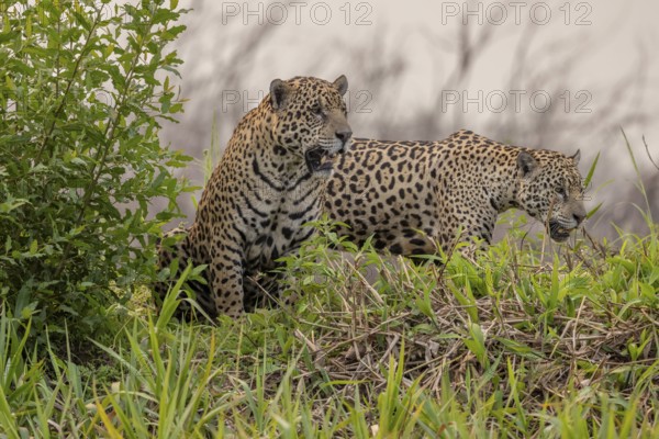 Jaguar (Panthera onca), 2 males in riparian vegetation, Pantanal, Brazil, South America