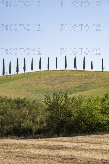Cypress trees standing on top of a hill, Unesco world heritage site Crete Senesi, Italy, Europe