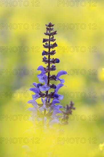 Meadow sage (Salvia pratensis), single flower candle, in yellow field mustard (Sinapis arvensis),