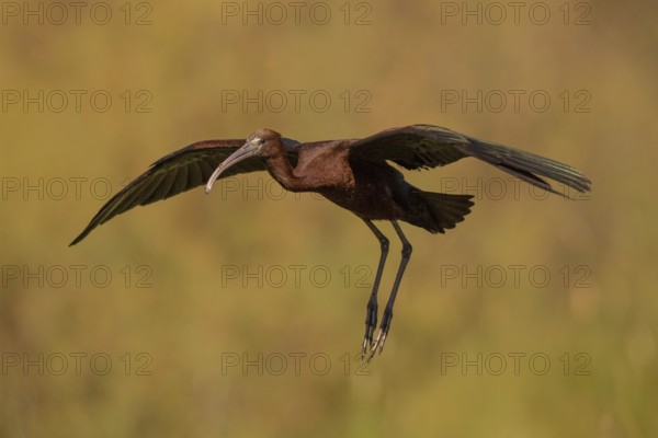 Glossy ibis (Plegadis falcinellus), approaching, Danube Delta, Romania, Europe